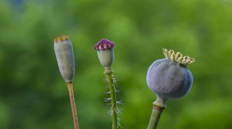 Poppy Land, Berapa Produksi Opium yang Dikuasai Taliban di Afganistan?