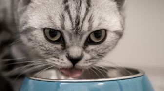 Bikin Ngakak, Istri Bule Ini Kasih Lauk Makanan Kucing saat Berantem dengan Suaminya