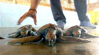 Terungkap Alasan Mengapa Penyu Kerap Makan Plastik