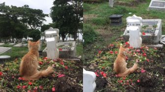 Diam Memandang Nisan Tuannya, Kucing ini Sakit Sejak Majikan Meninggal