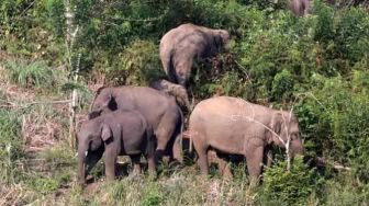 Petani Resah! Gajah Liar Rusak Sawah di Desa Tanjung Bojo Tanjabbar