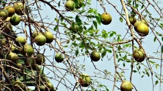 Sering dibuat Rujakan, Ketahui 5 Manfaat Kesehatan Buah Kedondong