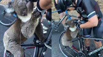 Viral Koala Dehidrasi Minta Minum Pesepeda karena Suhu Panas Australia