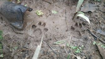 Temuan Jejak Harimau di Kebun Warga Gegerkan Masyarakat Padang Pariaman