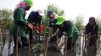 Penanaman Mangrove oleh Koalisi Pemuda Hijau Indonesia (KOPHI) Jawa Tengah