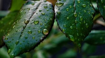 Hingga 3 Januari, Sulut berpotensi hujan lebat disertai angin kencang