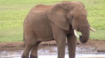 Diduga kesetrum listrik, 5 gajah Sumatera ditemukan mati