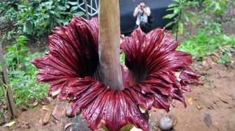 Bunga Bangkai (Amorphophallus titanum) mekar sempurna di Kebun Raya Bogor, Jawa Barat, Sabtu (4/1).   [ANTARA FOTO/Arif Firmansyah]
