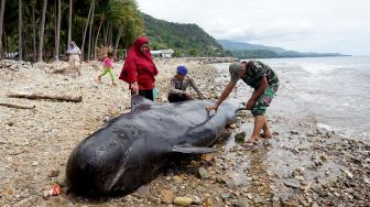 Kasihan, Paus Sepanjang 5 Meter Terdampar di Pantai Tolotio Gorontalo