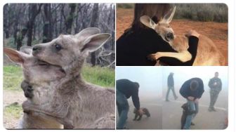 Pray for Australia, 7 Foto Kanguru dan Koala Minta Tolong Ini Bikin Nangis