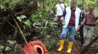 Di Hari Kelima, Bunga Rafflesia Mekar Sempurna di Hutan Maninjau Sumbar