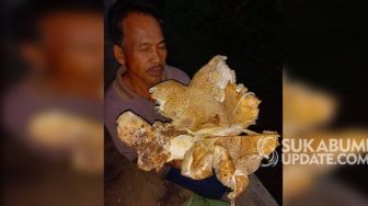 Jamur Raksasa Bikin Warga Sukakersa Parakansalak Sukabumi Heboh