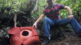 Sempat Curi Perhatian Dunia, Bunga Rafflesia Terbesar di Agam Menghitam