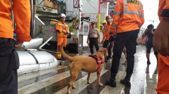 Terharu! Anak Autis Hilang, Anjing Pelacak Ini Berhasil Menemukan Jalan Pulang