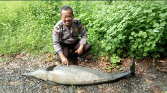 Seekor Lumba-lumba Penuh Luka Terdampar di Pesisir Pantai Pandeglang