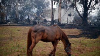 Dilanda Kekeringan Parah, Australia Kehilangan Banyak Spesies, Terancam Punah 20 Tahun Ke Depan