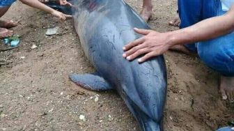 Warga Temukan Lumba-lumba dengan Luka Goresan di Pantai Caringin Pandeglang