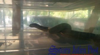 Dua Ular Kobra Masuk Rumah Sakit Citra Husada Jember