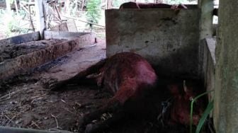 Gara-gara Virus Antraks, Pedagang Daging Sapi di Gunungkidul Gulung Tikar