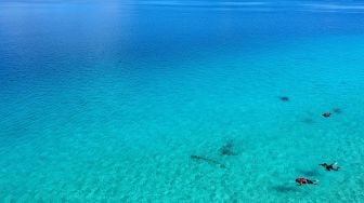 Foto udara sejumlah wisatawan melakukan selam dangkal (snorkeling) di Pulau Cinta Ecoresort di Botumoito, Kabupaten Boalemo, Gorontalo, Sabtu (11/1).  [ANTARA FOTO/Adiwinata Solihin]