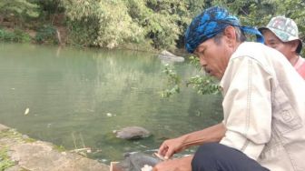Kura-kura Moncong Babi Dilepasliarkan Usai Ditemukan Terjebak di Drainase