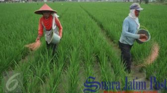 Alokasi Pupuk Bersubsidi Kabupaten Probolinggo Capai 40.877 ton