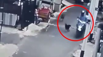 Viral Pemotor yang Dikejar Anjing Hingga Jatuh, Ternyata Bisa Dipidanakan