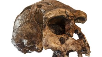 Fosil Manusia Purba Tertua Ditemukan, Ternyata Batita!