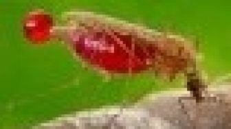 Awal Tahun 2020, DBD di Kuansing Capai 37 Kasus