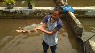 Diburu Jelang Imlek, Harga Ikan Dewa Tembus Harga Rp 1 Juta Per Kilogram