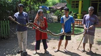 Warga menangkap ular piton/Pythoniadae atau sanca kembang (Malayopython reticulatus) di rumah warga Desa Sumberkolak, Panarukan, Situbondo, Jawa Timur, Selasa (21/1). [ANTARA FOTO/Seno]