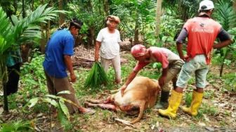 Diduga Dimangsa Harimau, Sapi Warga Agam Ditemukan Mati Penuh Luka