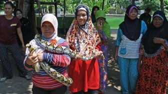 Warga menangkap ular piton/Pythoniadae atau sanca kembang (Malayopython reticulatus) di rumah warga Desa Sumberkolak, Panarukan, Situbondo, Jawa Timur, Selasa (21/1). [ANTARA FOTO/Seno]