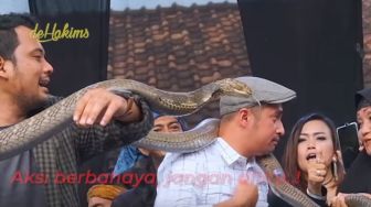 Ngeri, Irfan Hakim Histeris Nyaris Diterkam Ular King Korba Panji Petualang