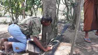 Viral Pohon Menangis di Jember, Kini Tak lagi Keluarkan Isak Tangis