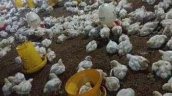 Peternak Ayam Diminta Adukan Anjloknya Harga ke Bupati dan Gubernur