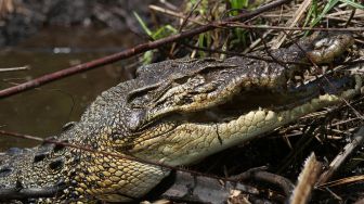 Begini Penampakan Buaya Muara Bertelur di Agam