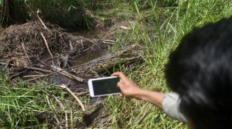 Petugas Balai Konservasi Sumber Daya Alam memotret seekor buaya muara (crocodylus porosus) yang berdekan dengan permukinan warga di Ujung Labung, Nagari Tiku Lima Jorong, Kecamatan Tanjung Mutiara, Kabupaten Agam, Sumatera Barat, Jumat (24/1). [ANTARA FOTO/Muhammad Arif Pribadi]