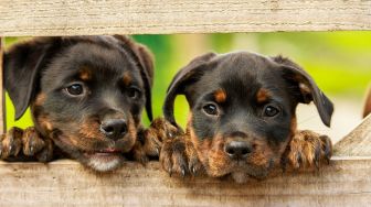 Keji! 7 Ekor Anjing di Pacitan Dibakar Hidup-hidup oleh Warga