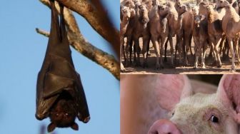 Unta Hingga Babi: 5 Hewan Penyebar Penyakit Berbahaya Seperti Virus Corona