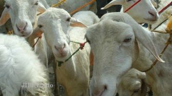 Ganas Hewan Buas Terkam 45 Kambing Di Pacitan