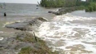 Tanggul Jebol, Sawah Warga di Teluk Meranti Terendam Air Laut