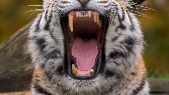 Ngeri, Jempol Bayi Ini Putus Diterkam Harimau saat Berkunjung ke Kebun Binatang