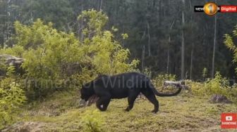 Jejak Kaki Misterius di Kebun Warga Diduga Milik Raja Hutan Gunung Sawal