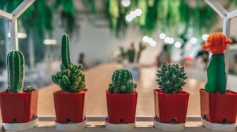 Nggak Cuma Mempercantik Kamar, Ini 5 Manfaat Kaktus untuk Kesehatan