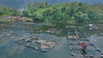 Kondisi ikan-ikan yang mati di keramba jaring apung (KJA), Linggai, Danau Maninjau, Kab.Agam, Sumatera Barat, Jumat (7/2). [ANTARA FOTO/Iggoy el Fitra]
