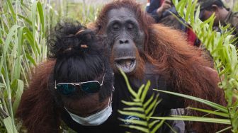 Satu Induk betina orangutan bernama Mama Rawa digendong Manager Survey, Release, Monitoring IAR Indonesia Argitoe Ranting usai dievakuasi di Jalan Pelang-Tumbang Titi Km 9 di Desa Sungai Pelang, Kecamatan Matan Hilir Selatan, Kabupaten Ketapang, Kalimantan Barat, Minggu (2/2). [ANTARA FOTO/HO/IAR Indonesia-Heribertus Suciad]