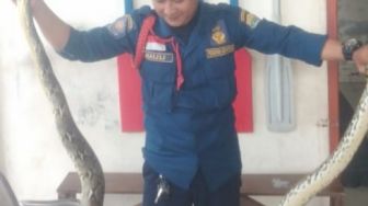 Ular Sanca Sepanjang 2,5 Meter Gegerkan Warga Serang saat Dini Hari