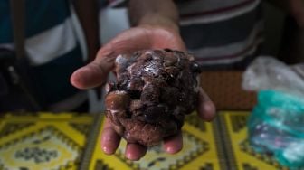 Hati dari beberapa Kelelawar yang dijadikan satu untuk diolah menjadi makanan di 'Warong Nyong', Jakarta Barat, Sabtu (08/02).[Suara.com/Alfian Winanto]