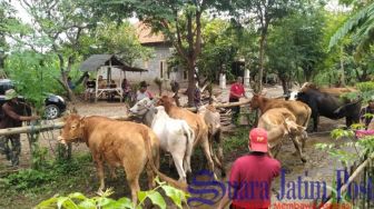 Pasca Matinya 9 Ekor Sapi di Situbondo, DPKH Lakukan Pemeriksaan Ternak